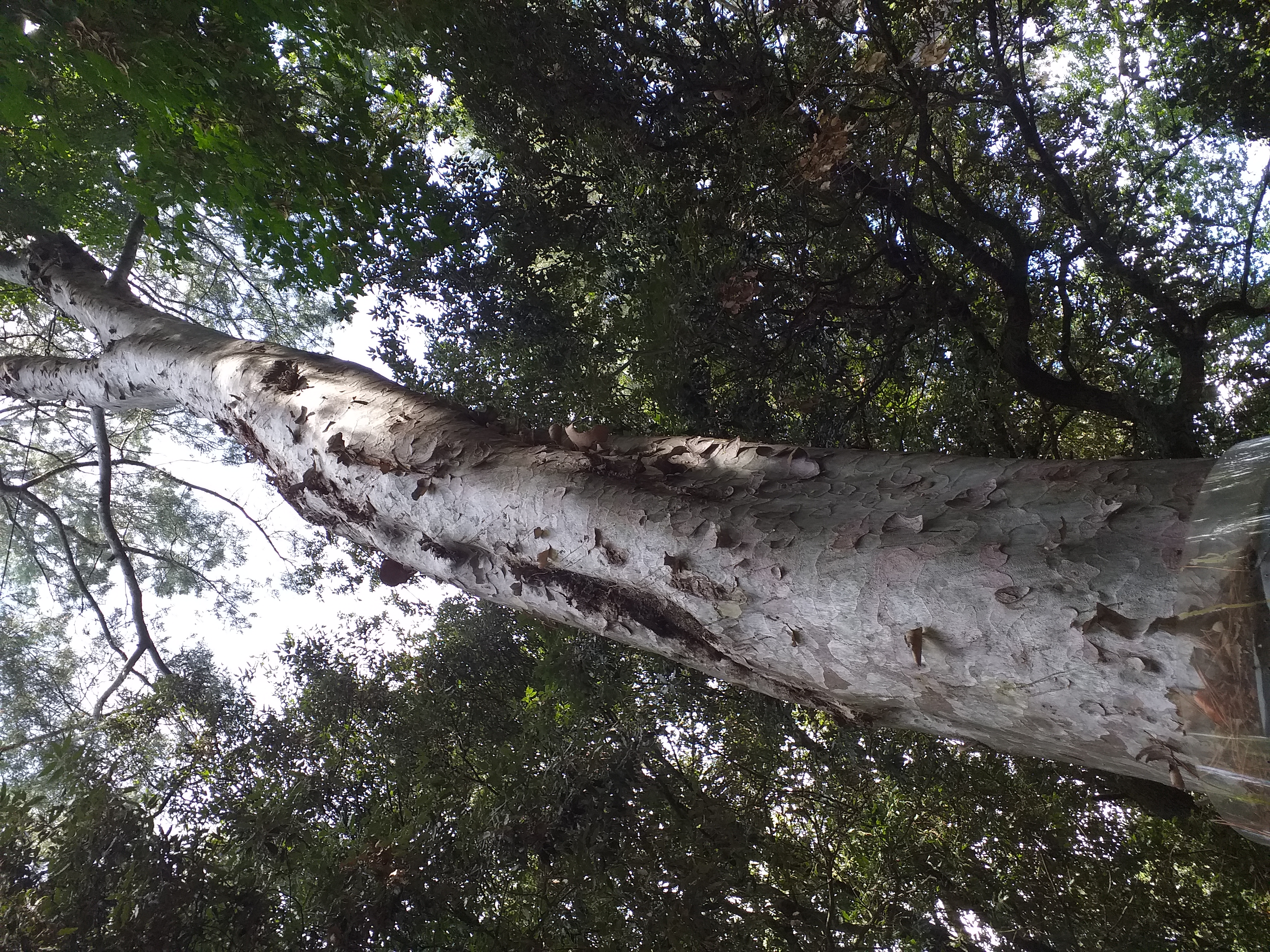 arbre
