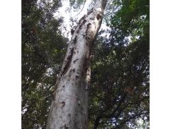 arbre