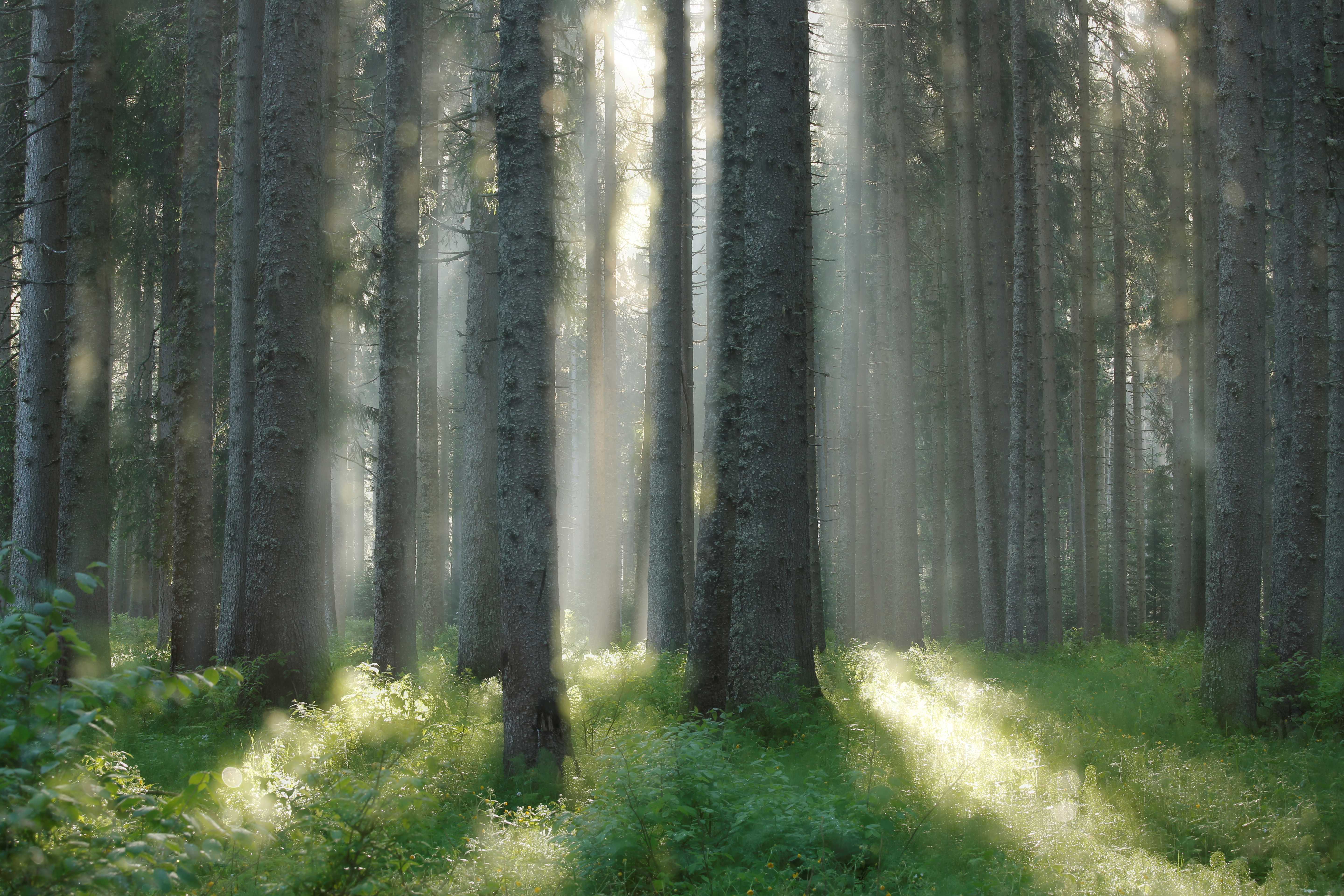 forêt